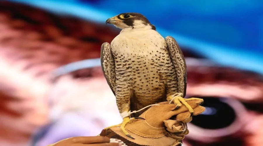 متى سيفتح معرض فالكونز 2025؟